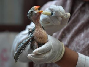 Melihat Perawatan Burung Endemik Pulau Enggano