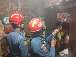 Ngeri Ular Kobra Masuk Lemari Kamar, Warga Bogor Panggil Damkar