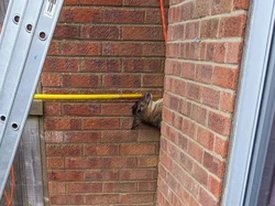 Ada-ada Saja, Rusa Ini Terjepit Terbalik di Antara Dinding Rumah