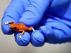 130 Katak Langka Beracun Seharga Rp 1,82 M Disita Polisi