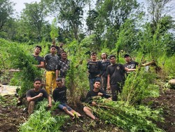Penggerebekan Ladang Ganja Seluas 2 Hektare di Empat Lawang Sumsel