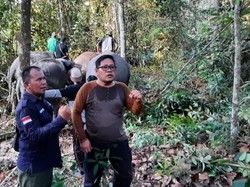 2 Gajah Liar yang Masuk Perkampungan Akibat Banjir di Pelalawan Dievakuasi