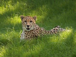 Apa Perbedaan Binatang, Hewan, Fauna, dan Satwa? Penjelasan dan Contohnya Apa Perbedaan Binatang, Hewan, Fauna, dan Satwa? Penjelasan dan Contohnya