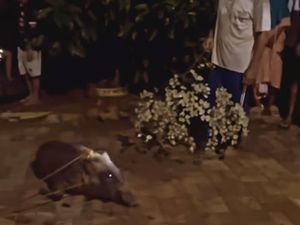 Babi di Lebak Diviralkan dengan Narasi Jaga Lilin, Kades Jelaskan Faktanya