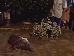 Babi di Lebak Diviralkan dengan Narasi Jaga Lilin, Kades Jelaskan Faktanya