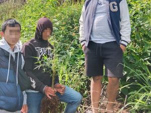 Tanam Ganja di Gunung Setum, Dua Pria Garut Diringkus Polisi Tanam Ganja di Gunung Setum, Dua Pria Garut Diringkus Polisi
