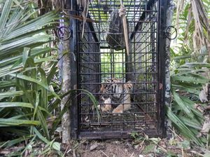 Detik-detik 2 Harimau Sumatera Dilepasliarkan di TN Gunung Leuser