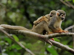 Monyet yang Terancam Punah Itu Tewas Misterius di Bonbin Hong Kong