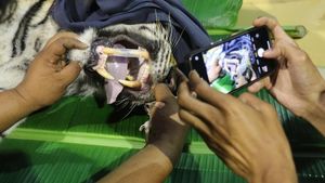 Melihat Proses Pemeriksaan Kesehatan Harimau Sumatera di Aceh Selatan