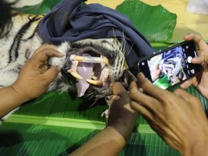 Melihat Proses Pemeriksaan Kesehatan Harimau Sumatera di Aceh Selatan