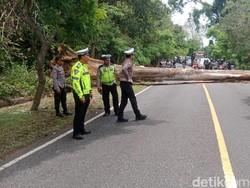 Pohon Tumbang Palang Jalan, Jalur Denpasar-Gilimanuk Lumpuh