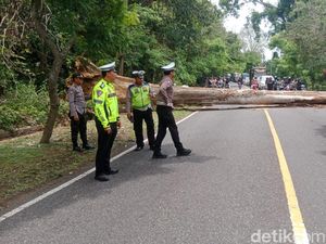 Pohon Tumbang Palang Jalan, Jalur Denpasar-Gilimanuk Lumpuh Pohon Tumbang Palang Jalan, Jalur Denpasar-Gilimanuk Lumpuh