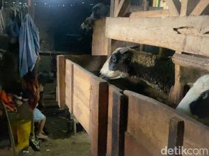 Pilu Keluarga Sukirman, Sudah Setahun Tinggal Seatap dengan Domba
