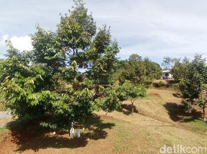 Serba-serbi Berburu Durian Lokal Tasikmalaya Serba-serbi Berburu Durian Lokal Tasikmalaya