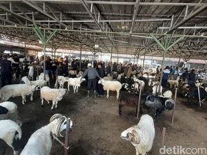 Cerita Wandi Setia Menanti Pembeli Ternaknnya di Pasar Domba Sumedang