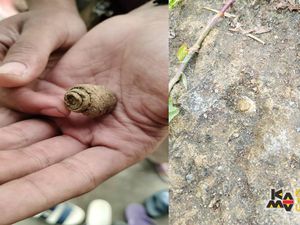 Cerita Mahasiswa Unpad: Mau Cari Durian, Malah Ketemu Fosil