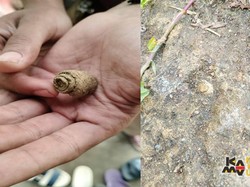 Cerita Mahasiswa Unpad: Mau Cari Durian, Malah Ketemu Fosil
