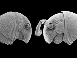 Hewan Spesies Baru Ditemukan, Wajahnya Mirip Alien di Film Star Wars