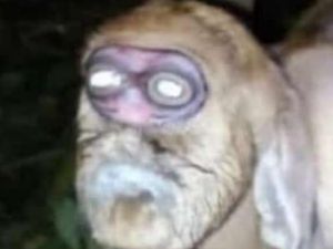 Geger Kambing Mirip Monyet Lahir di Gunungkidul, Mati Sehari Setelahnya Geger Kambing Mirip Monyet Lahir di Gunungkidul, Mati Sehari Setelahnya