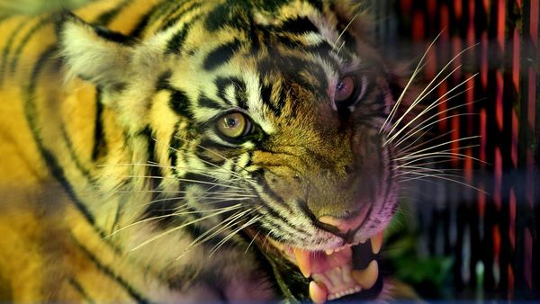 Melihat Kondisi Harimau Sumatera yang Diobservasi di Aceh