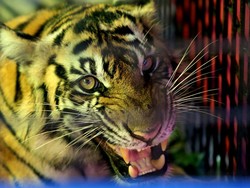 Cara NASA-Google Bantu Selamatkan Harimau