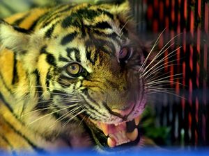 Detik-detik Pekerja di Siak Tewas Diterkam Harimau hingga Kepala Putus Detik-detik Pekerja di Siak Tewas Diterkam Harimau hingga Kepala Putus