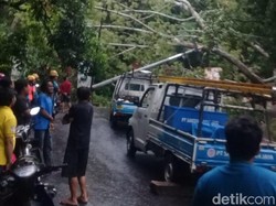 Pohon Raksasa Tumbang Halangi Jalan Cirebon-Kuningan