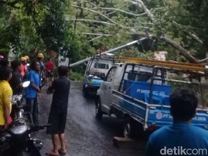Pohon Raksasa Tumbang Halangi Jalan Cirebon-Kuningan Pohon Raksasa Tumbang Halangi Jalan Cirebon-Kuningan