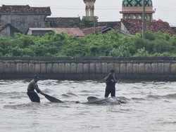 Sempat Terdampar di Pantai Jepara, Hiu Sepanjang 5 Meter Berhasil Diselamatkan