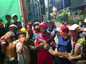 Proses Evakuasi Ular Sanca 5 Meter yang Masuk Rumah Warga Makassar