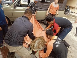Seekor Penyu Langka Ditemukan Warga di THP Kenjeran