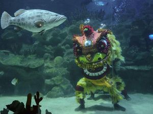 Aksi Barongsai Bawah Air Sambut Imlek di Malaysia