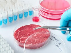 MUI Singapura Halalkan Konsumsi Daging Buatan Laboratorium