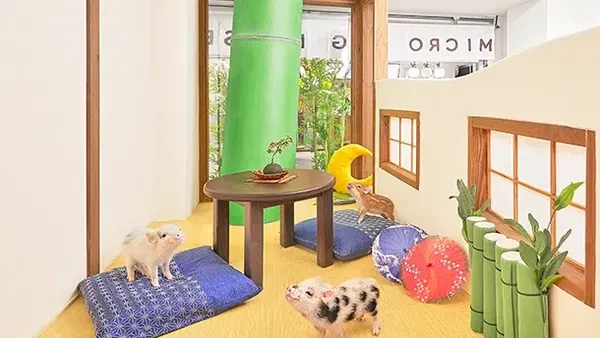 Unik! Di Jepang Ada Kafe Babi, Begini Suasana di Dalamnya