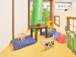 Unik! Di Jepang Ada Kafe Babi, Begini Suasana di Dalamnya Unik! Di Jepang Ada Kafe Babi, Begini Suasana di Dalamnya