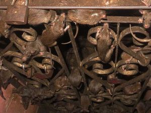Puluhan Ribu Tikus di Kuil Ini Dipelihara hingga Dipuja Puluhan Ribu Tikus di Kuil Ini Dipelihara hingga Dipuja