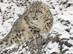 Tak Disangka, Jumlah Predator di Puncak Himalaya Ada 718 Ekor!