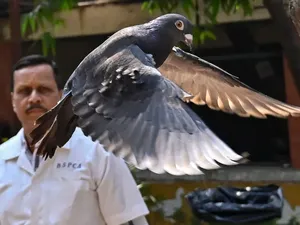 Merpati Ini Dicurigai Jadi Mata-mata China, Lalu Dibebaskan India