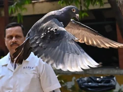 Merpati Ini Dicurigai Jadi Mata-mata China, Lalu Dibebaskan India