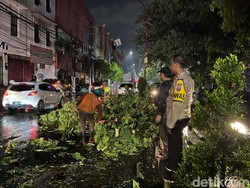 17 Pohon Tumbang Saat Surabaya Diguyur Hujan Deras Disertai Angin Kencang