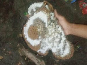 Pencari Rumput Disengat Tawon Tabuhan, Sarangnya Tersembunyi di Dalam Sawah