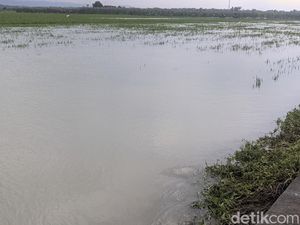 Ribuan Hektare Sawah Padi di Demak Diterjang Banjir Kiriman