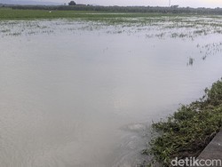 Ribuan Hektare Sawah Padi di Demak Diterjang Banjir Kiriman