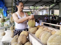Potensi Durian Lokal Kuningan, Luasnya Capai 543,5 Hektare