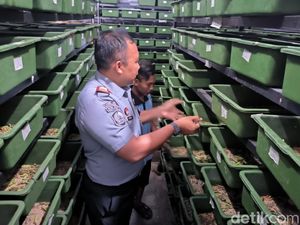 Napi di Rutan Gresik Panen Perdana Ulat Jerman yang Siap Diekspor Napi di Rutan Gresik Panen Perdana Ulat Jerman yang Siap Diekspor