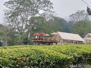Slurpp! Di Kafe Tengah Kebun Teh Ini Ada Kopi Arabika Nikmat Slurpp! Di Kafe Tengah Kebun Teh Ini Ada Kopi Arabika Nikmat