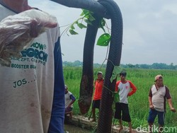 Sesal Petani Juwiring Klaten Getok Ular Kobra Saat Gropyokan Tikus