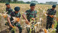 Begini Peran TNI Dukung Ketahanan Pangan yang Diapresiasi Ketua Komisi IV DPR