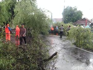 Pohon Tumbang Tutup Jalan Provinsi di Majalengka