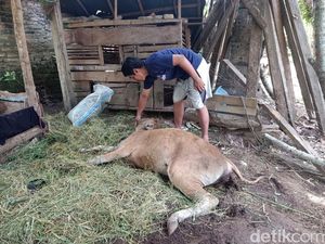 19 Sapi Milik Warga Flores Timur Mati Mendadak, Perut Penuh Pasir 19 Sapi Milik Warga Flores Timur Mati Mendadak, Perut Penuh Pasir